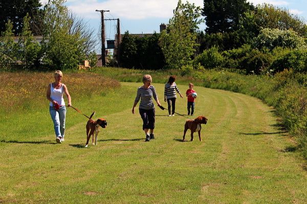 Wildflower meadow dog walk