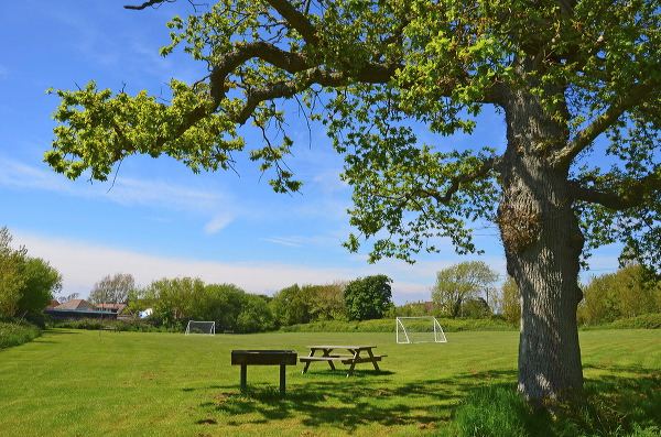 Sports field under the oak