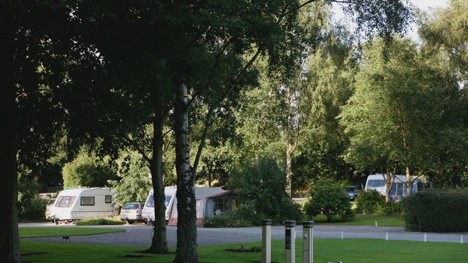 Pitches under birch trees