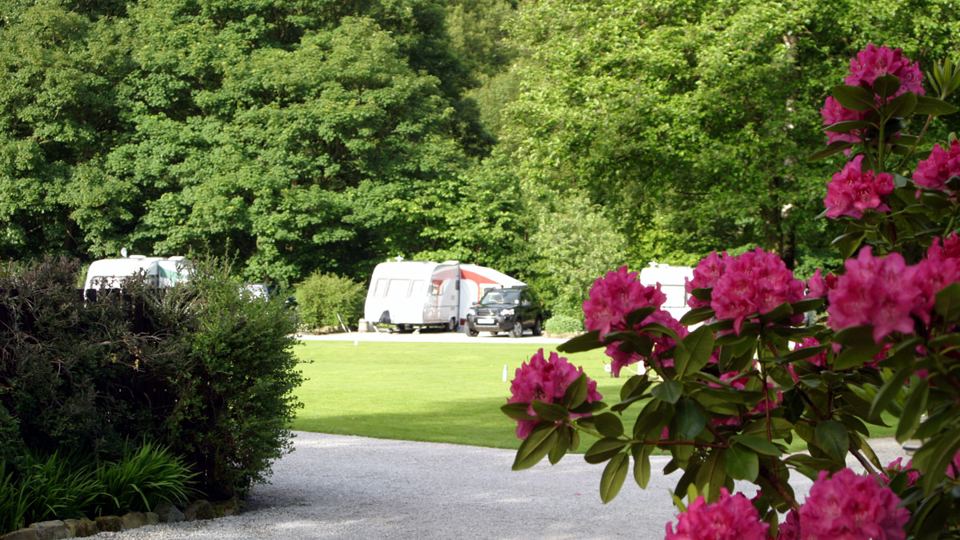 Pitches among the rhododendrons