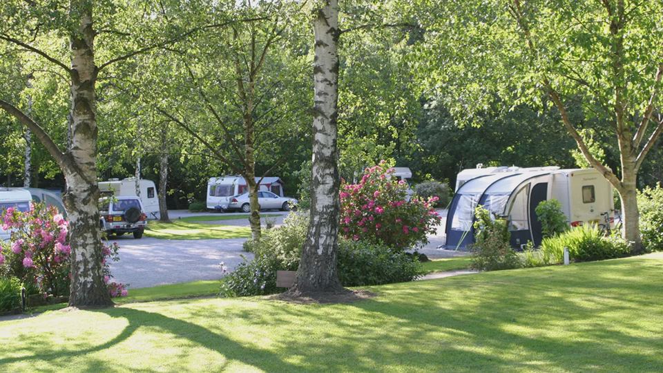 Pitches beside shrubs