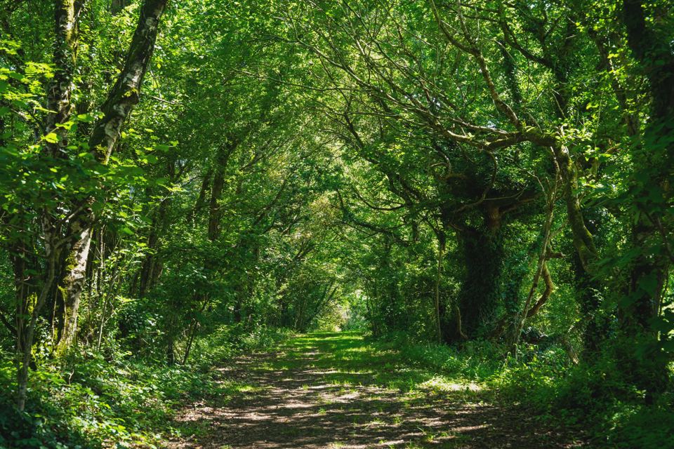 Woodland path under the trees