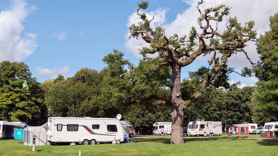 Pitches beneath an old oak