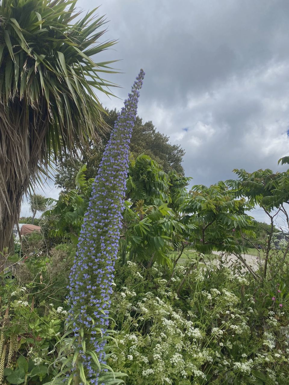 Plants and palms around the site