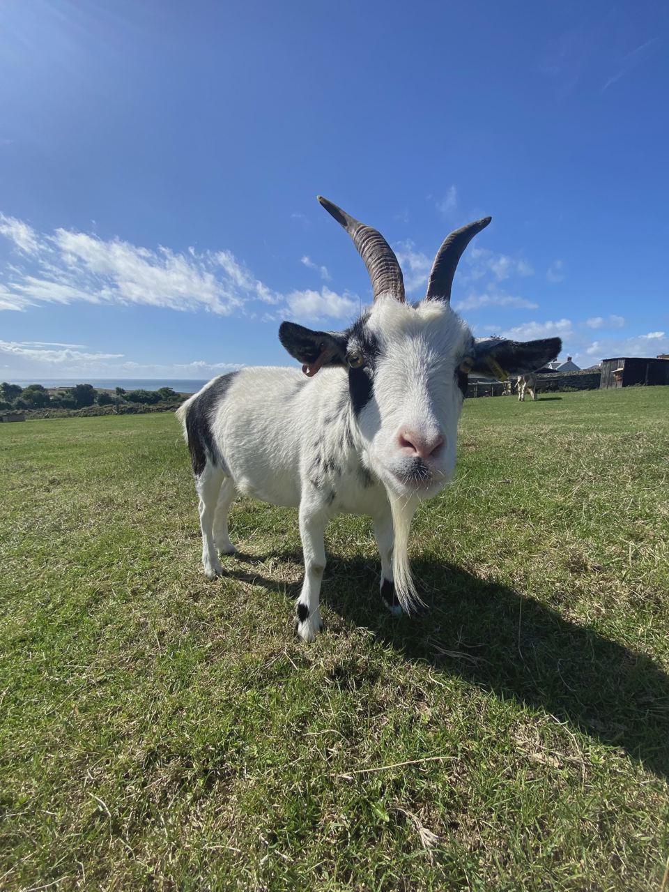 Goat on the grass