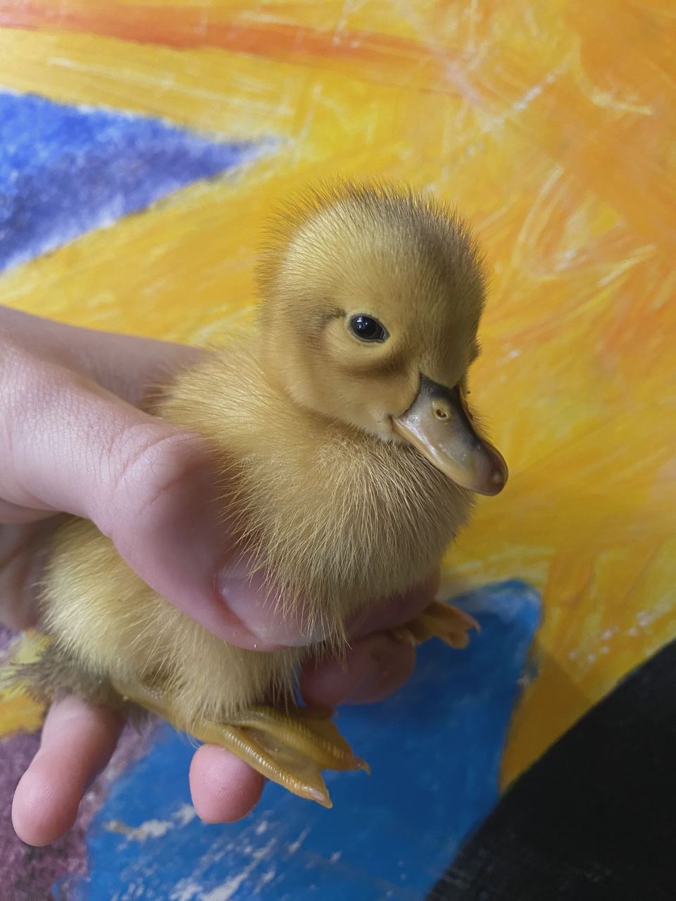 Duckling held in hand