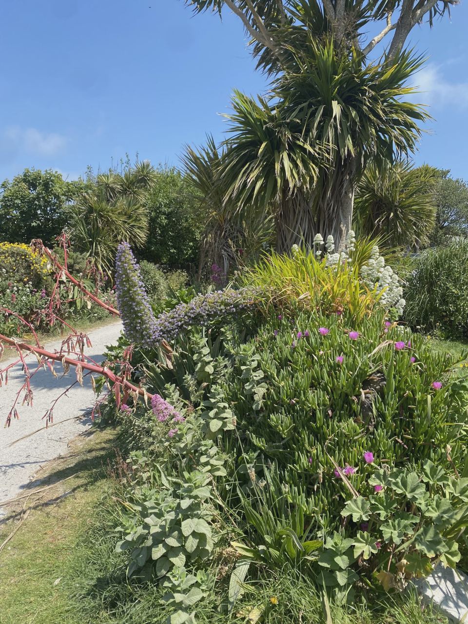 Garden with palms and flowers