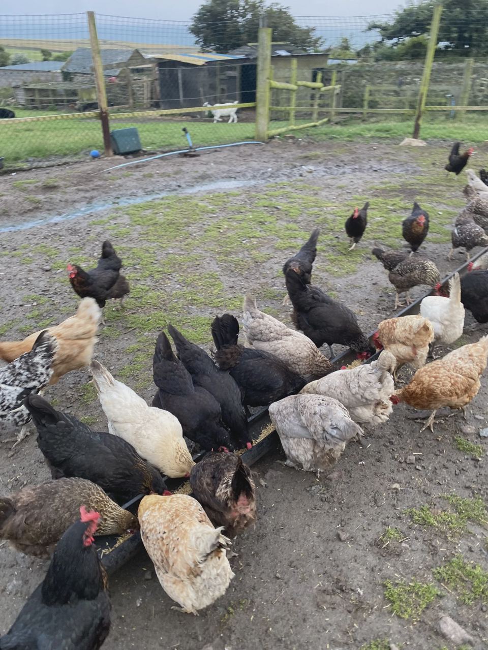 Chickens in the yard
