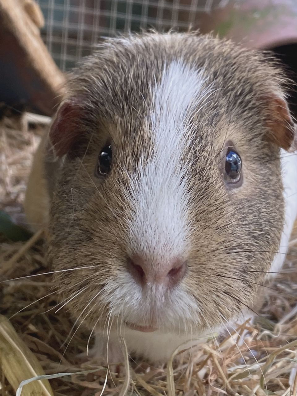 Guinea pig in the straw