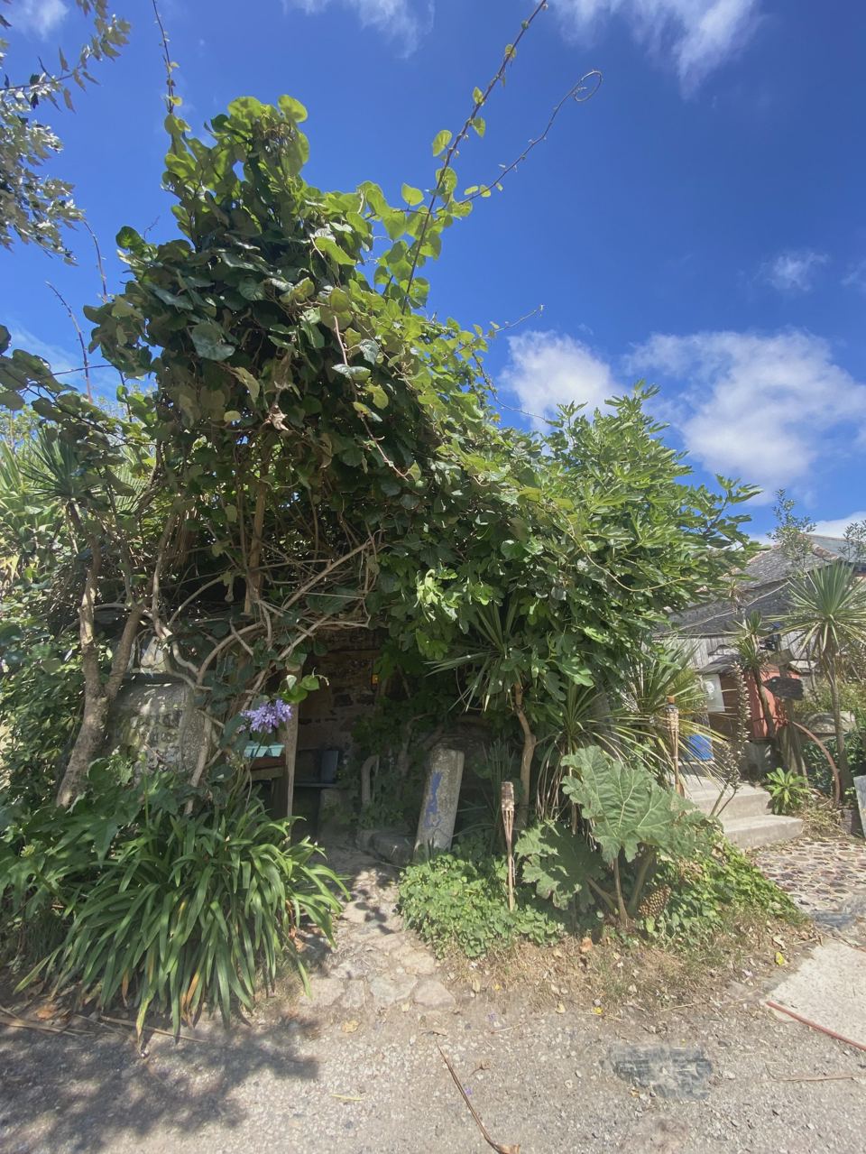 Vines and plants by the path