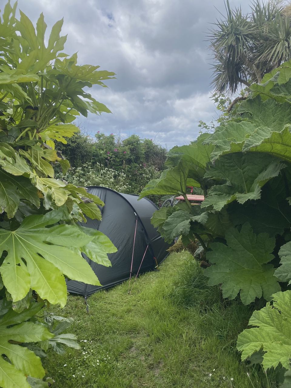 Tent hidden among tall plants