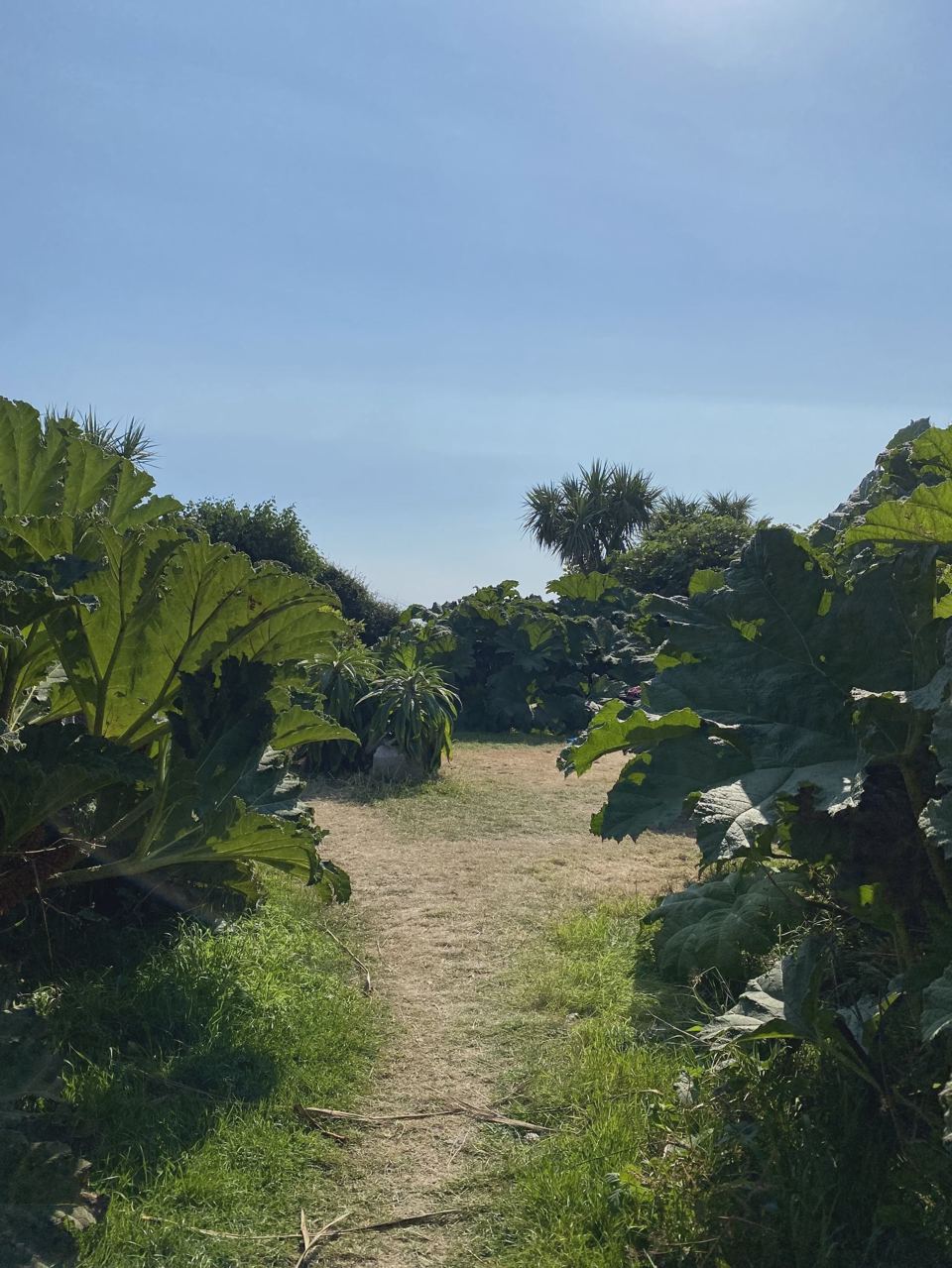 Path through tall plants