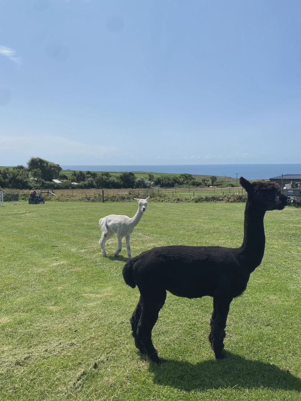 Alpacas in the field