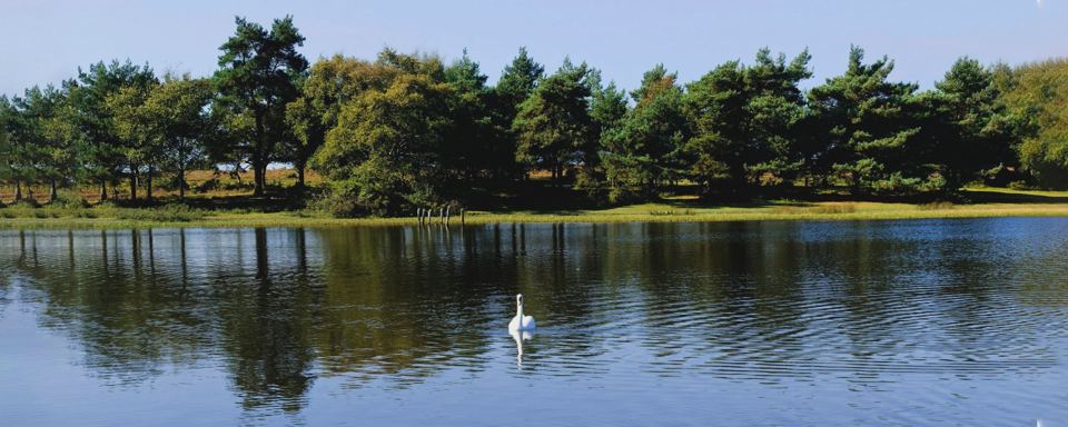 Lake with swan and trees
