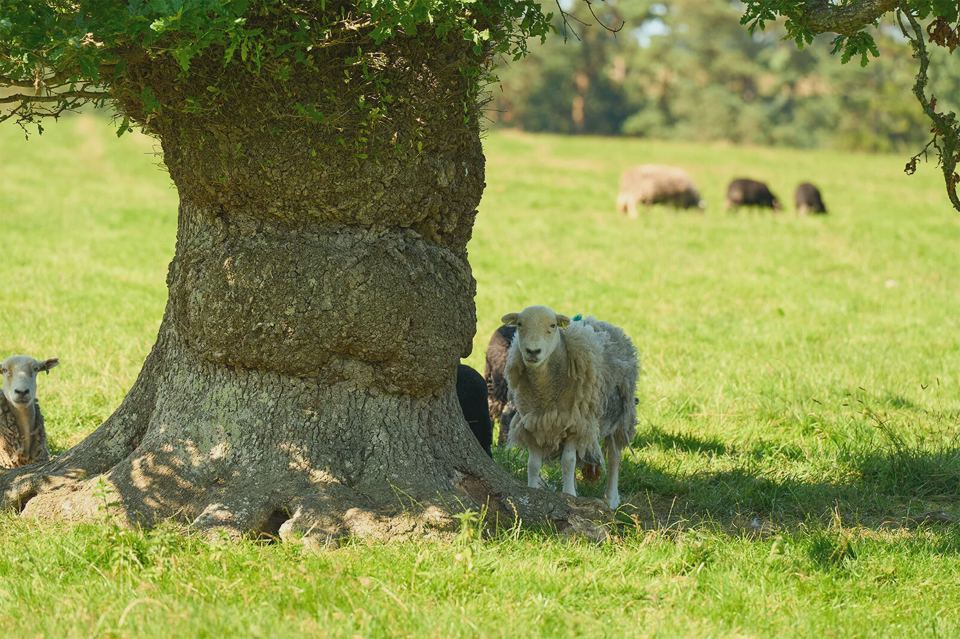 Sheep resting under a tree