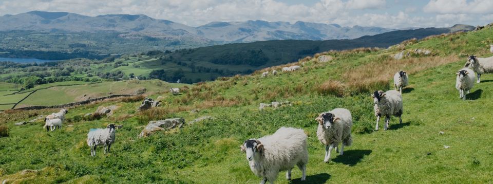 Swaledale sheep and fell views