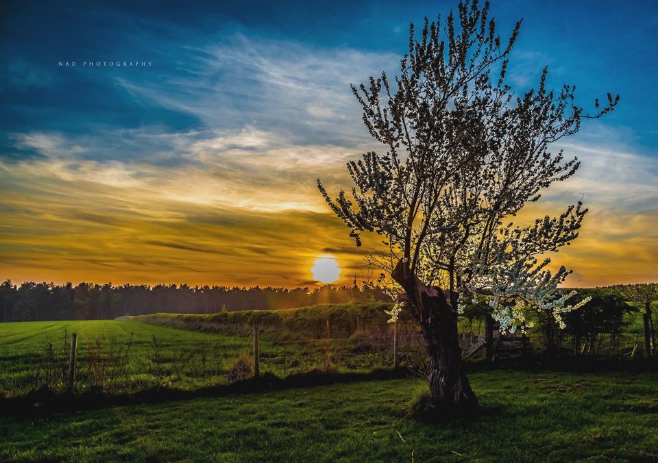 Sunset behind a blossom tree