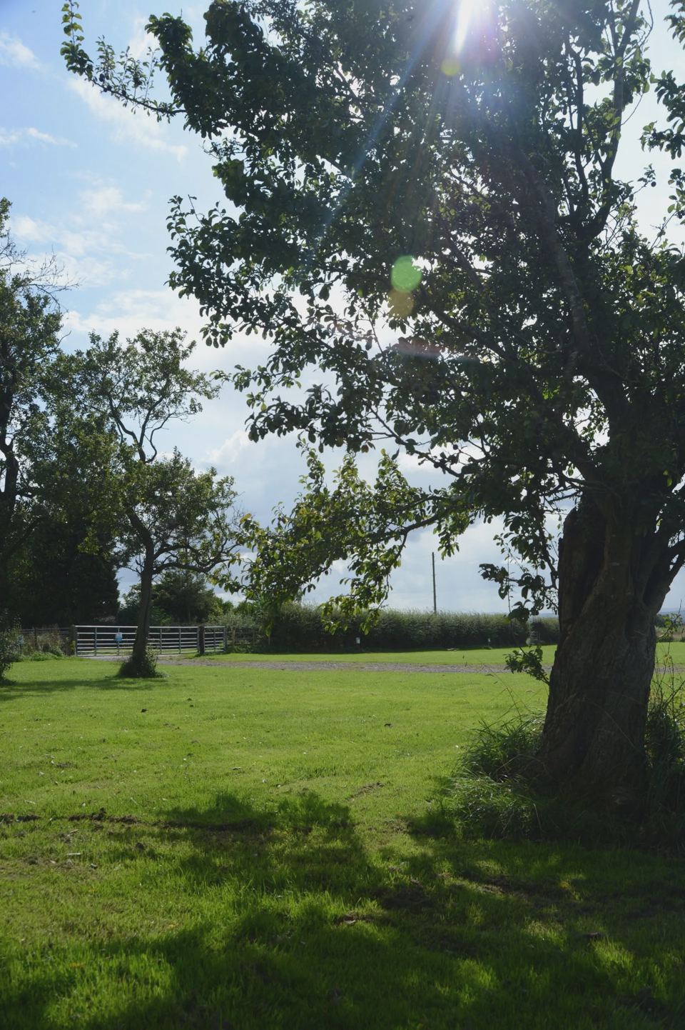 Lawn pitches under an apple tree