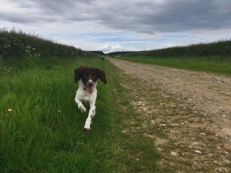 Spaniel on a farm track