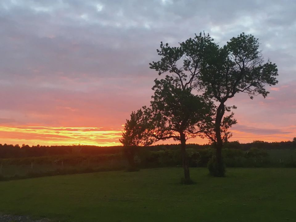 Sunset behind the field trees