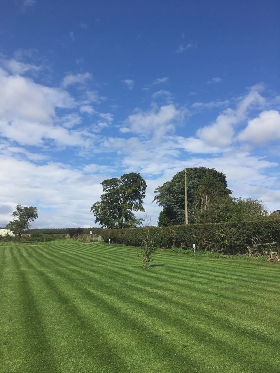 Mown pitch field and hedge