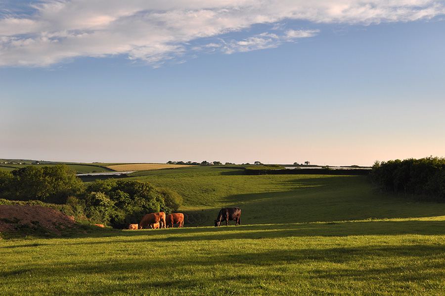 Cattle in the fields