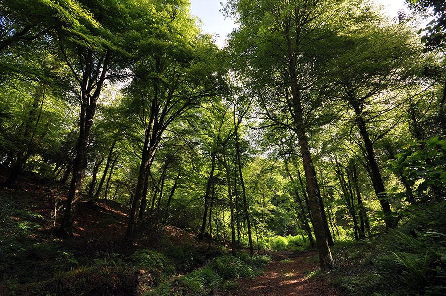 Woodland walk