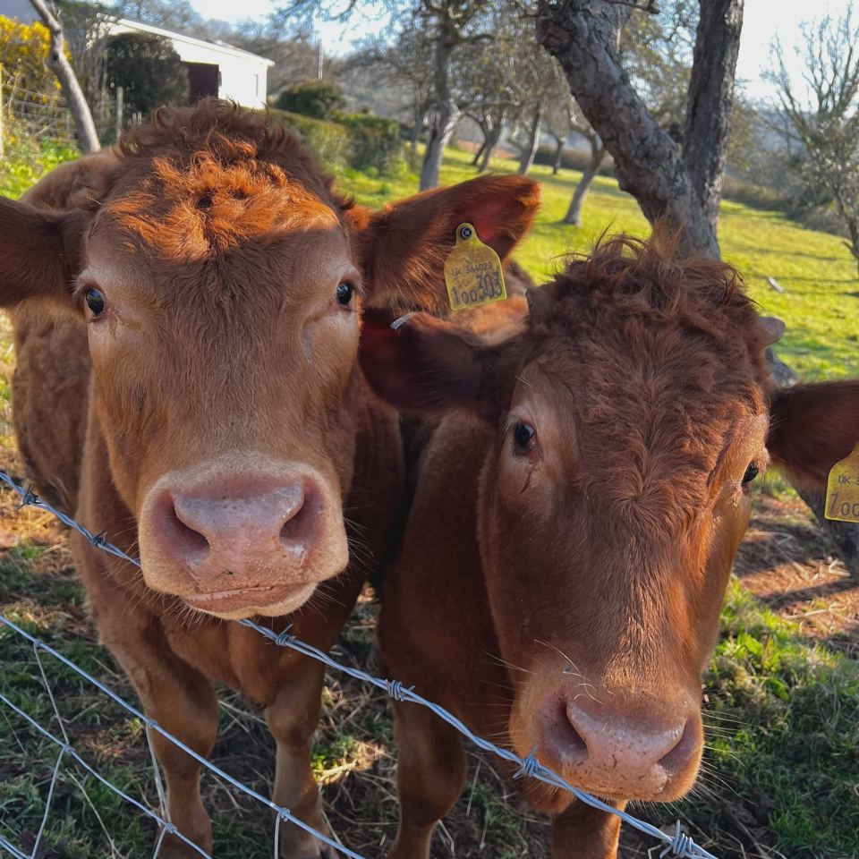 Cows looking over the fence