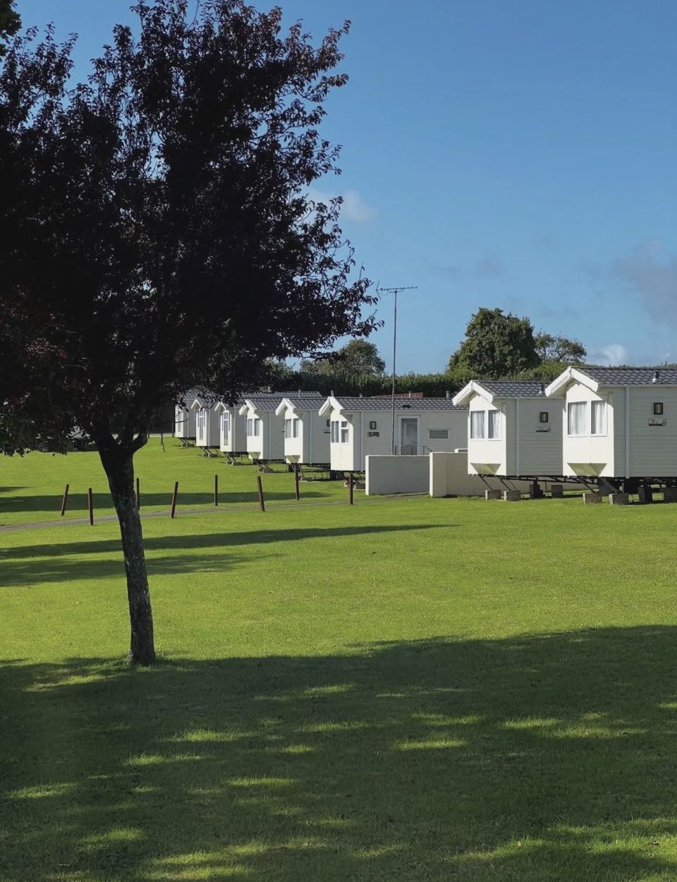 Caravans on the field under a tree