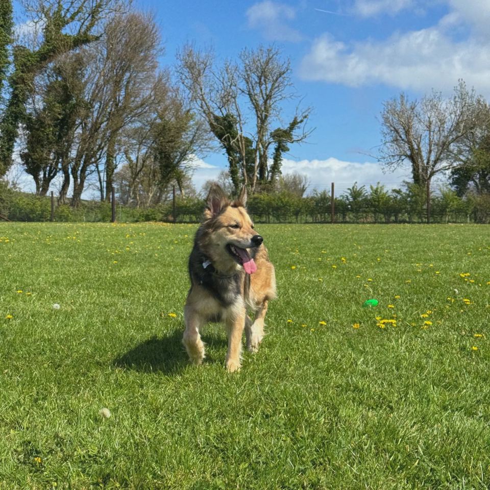 Dog running on the grass