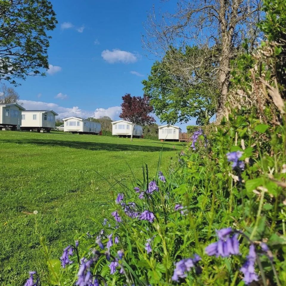 Bluebells by the caravans