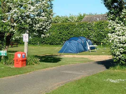 Tent pitch by the hedge
