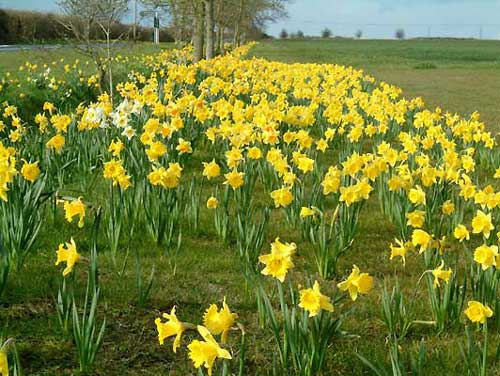 Daffodils on the park verge