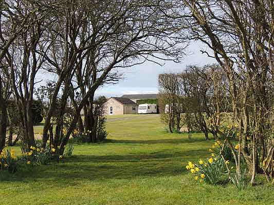 Trees and daffodils across the park