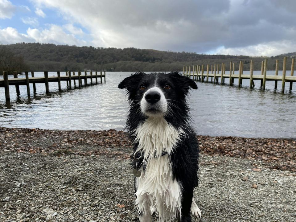 Dog on the shingle by the jetty