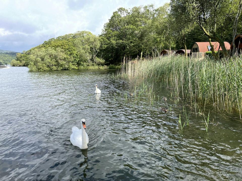 Reeds and swans on the lake