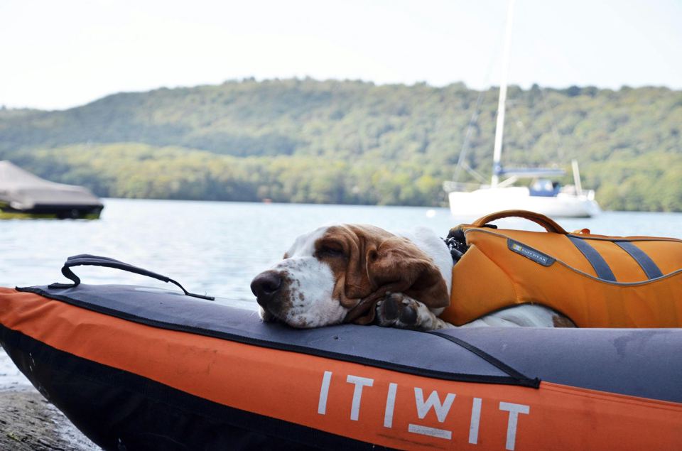 Dog on a kayak by the lake