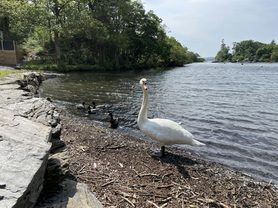 Swan on the lake shore