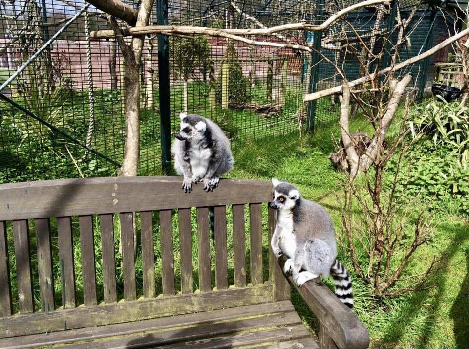 Ring-tailed lemurs on a bench