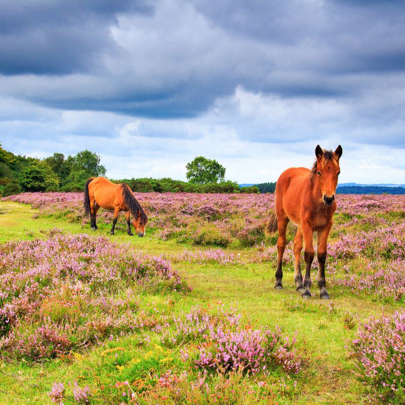 New Forest ponies in heather