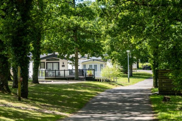 Lodges among the trees
