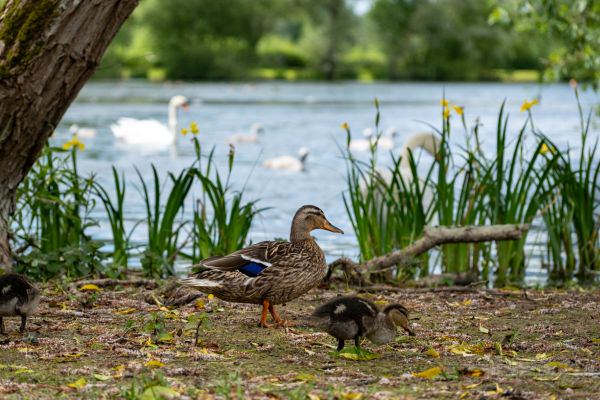 Ducks by the lake