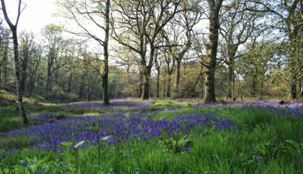 Bluebells in the woods