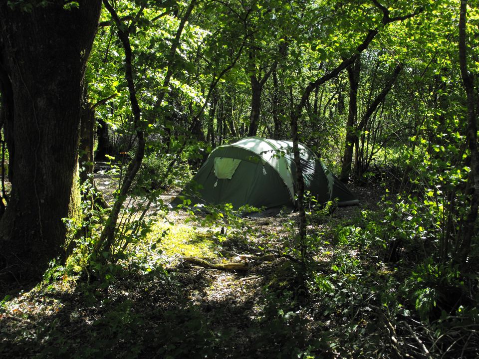 Tent pitched in the woodland
