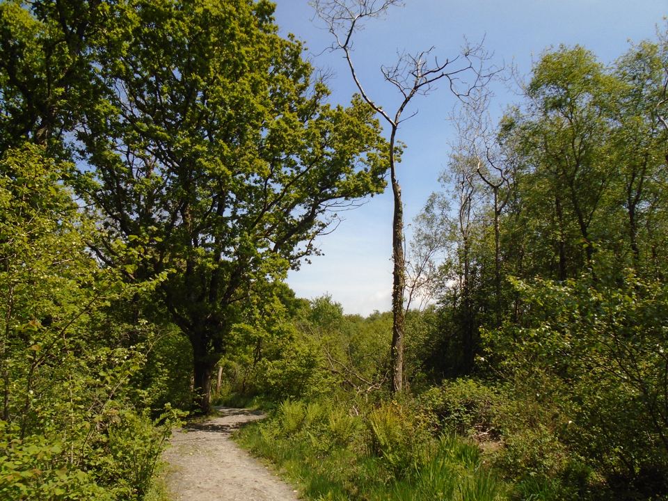 Woodland path through the trees