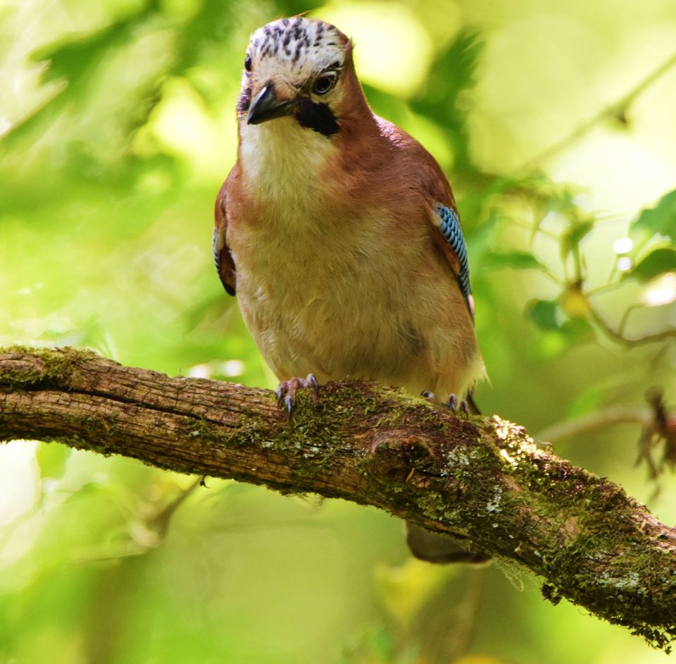 Jay perched on a branch
