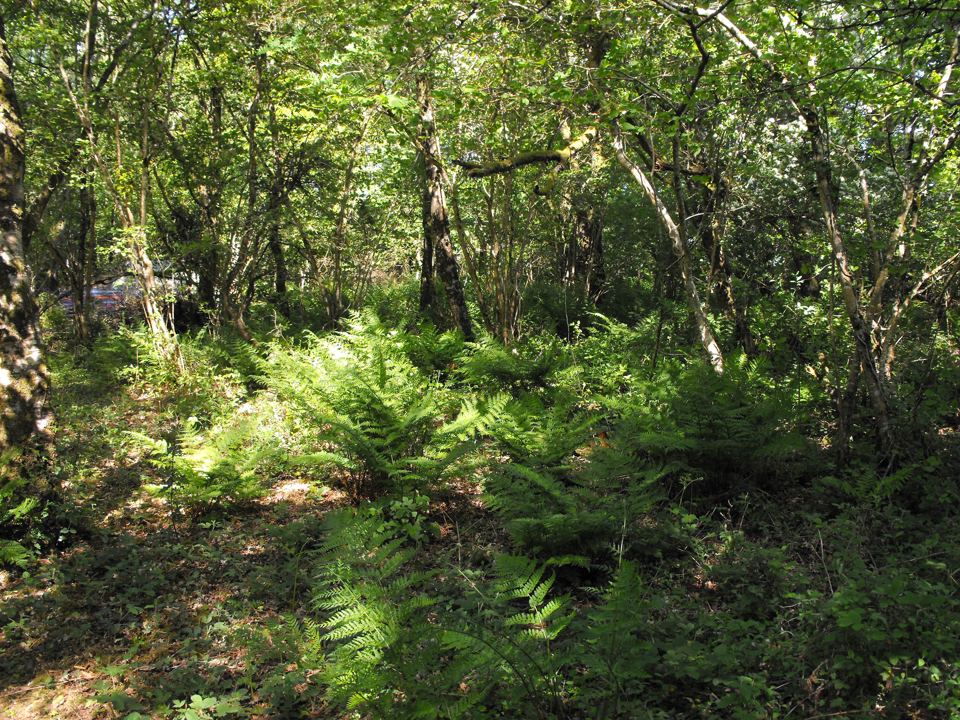 Ferns under the woodland trees