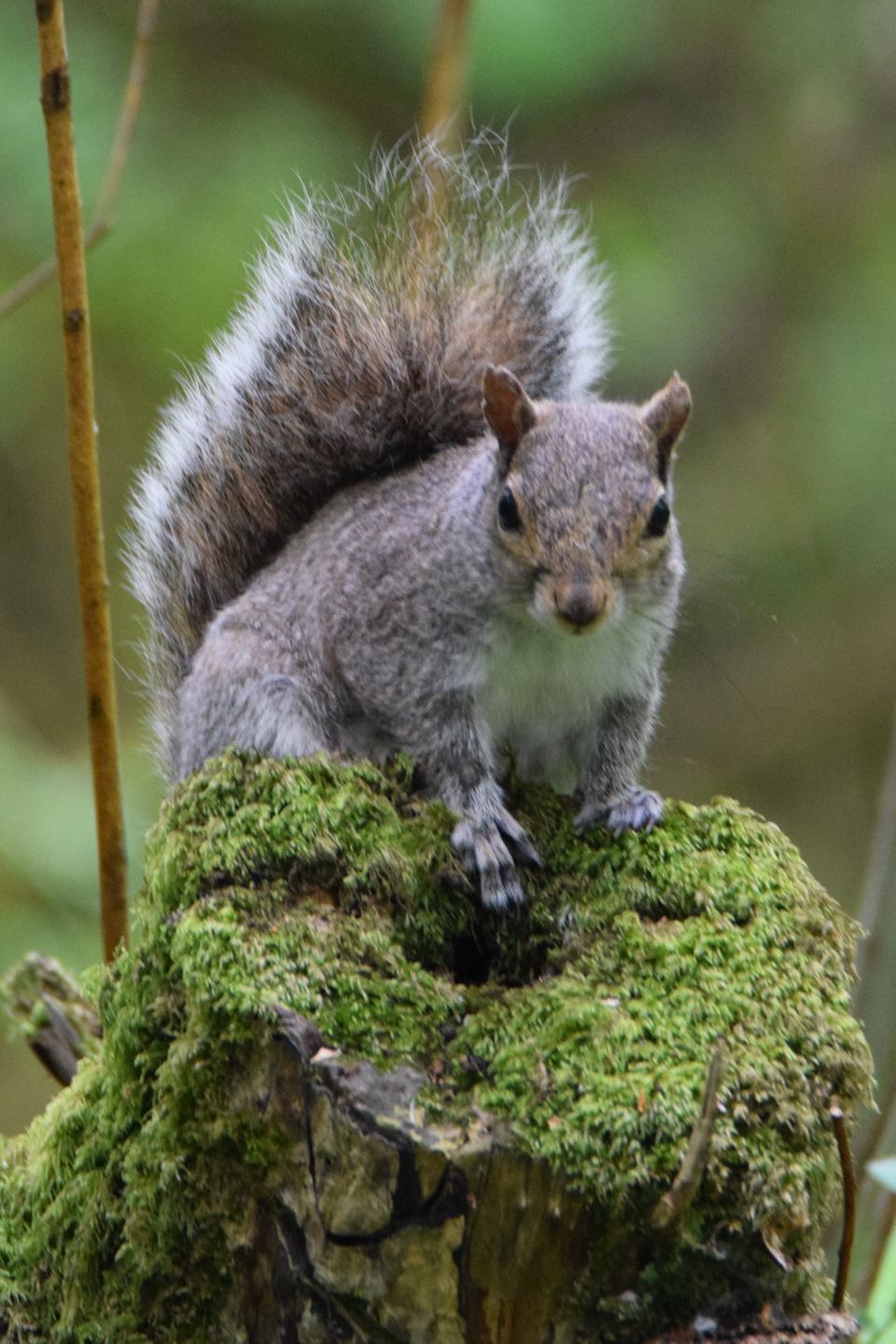 Squirrel on a mossy stump