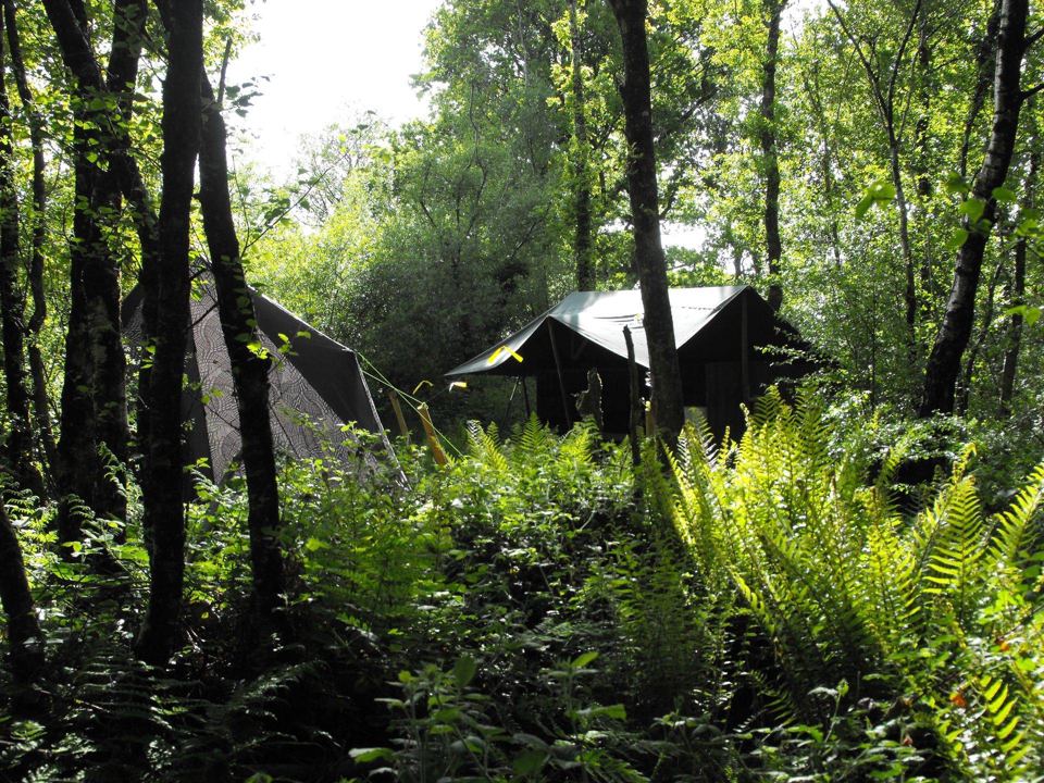 Tents pitched among the trees