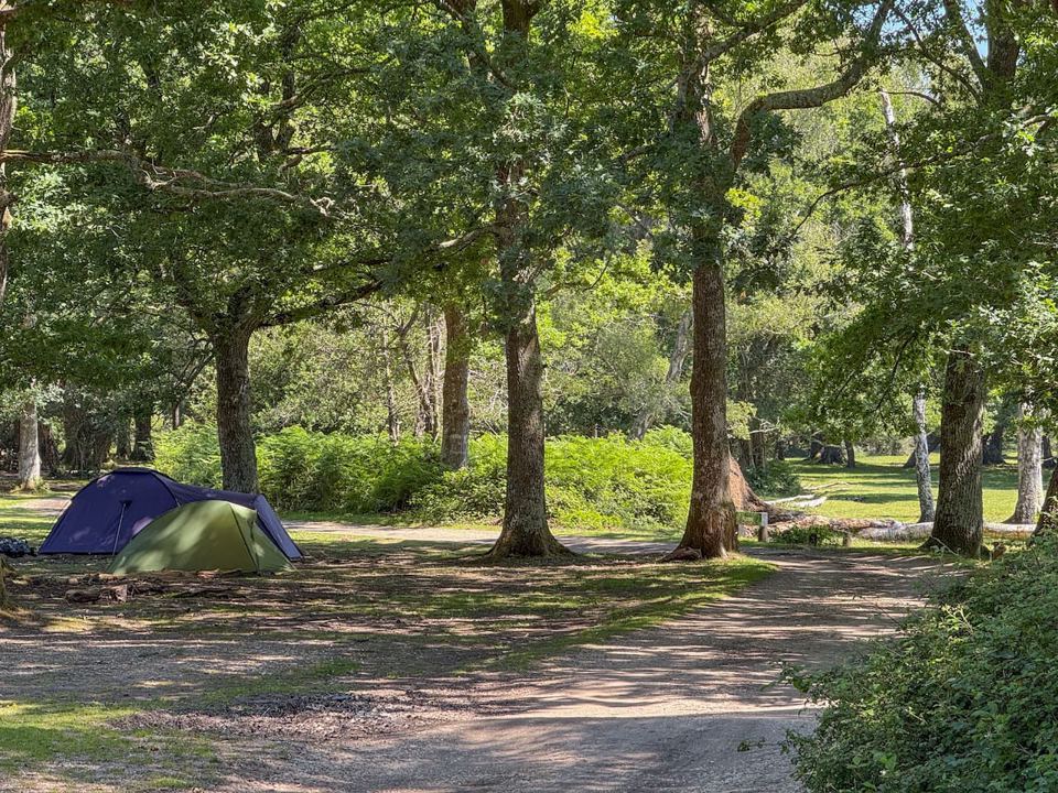 Tents among the trees